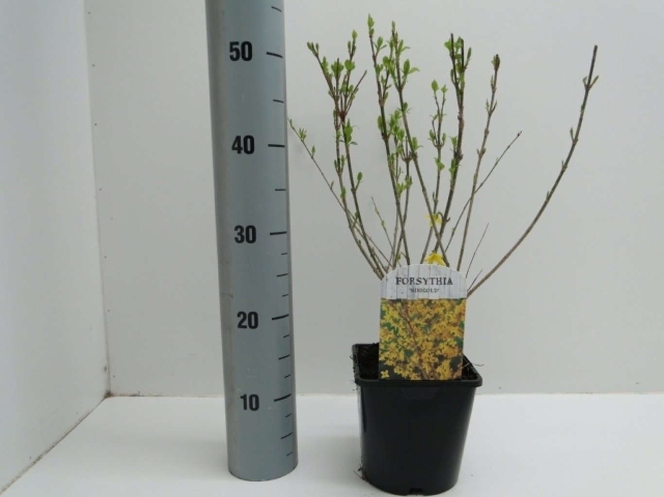 Forsythia int. 'Minigold' - C2